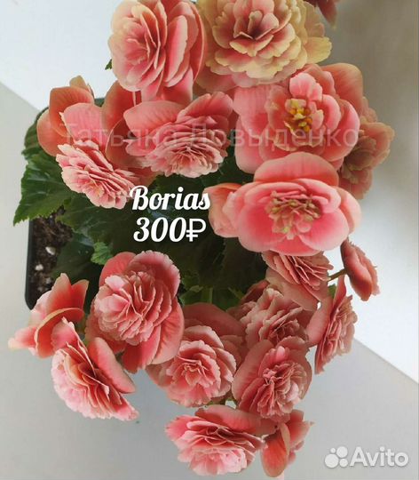 Бегония Элатиор