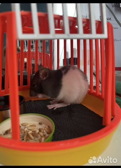 Переноска для грызунов