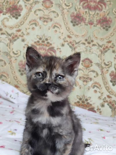 Котята в добрые руки приучены к лотку
