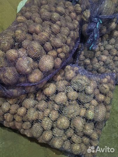 Продам свежий картофель