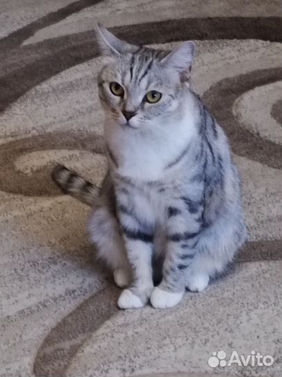 Отдам в добрые руки