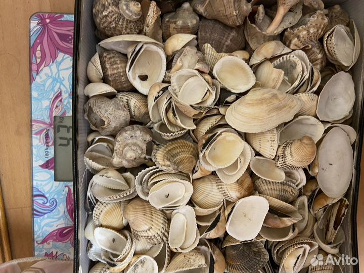 Ракушки для аквариума