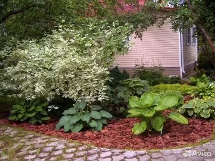 Кора Мульча