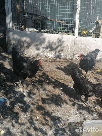 Курочки и петушки 2, 5 меяца