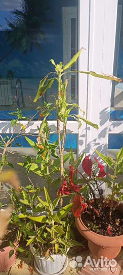 Комнатные цветы