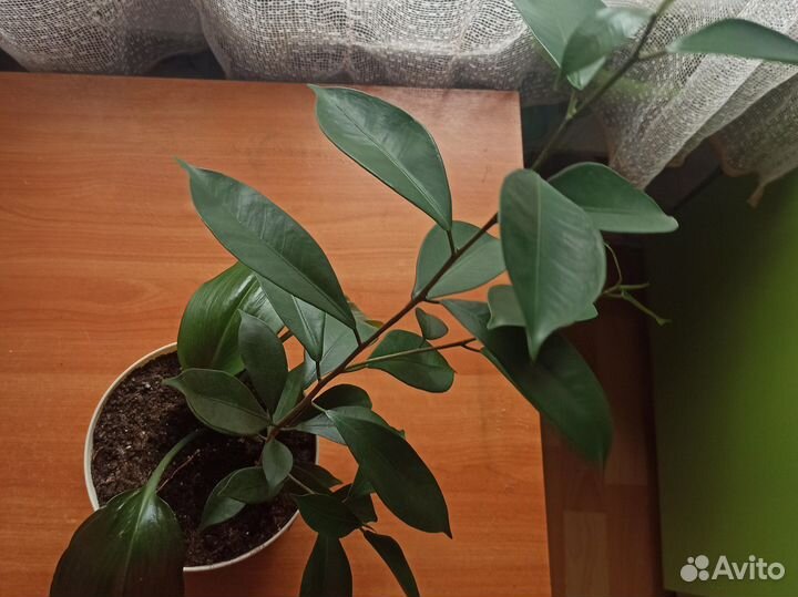 Лимонное дерево, эухарис