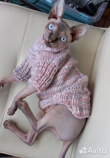 Канадский сфинкс девочка