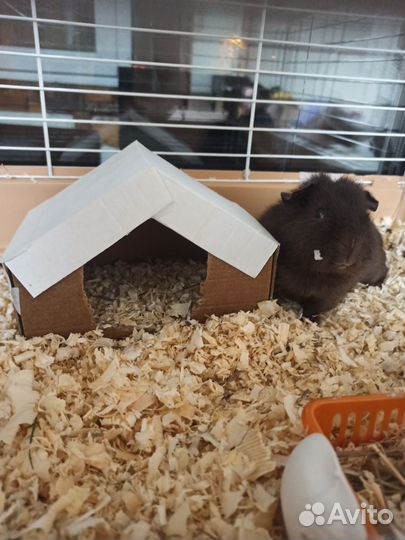 Морская свинка тедди