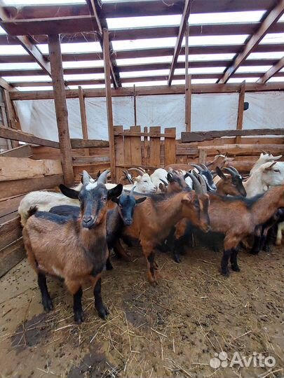 Козы и козлята