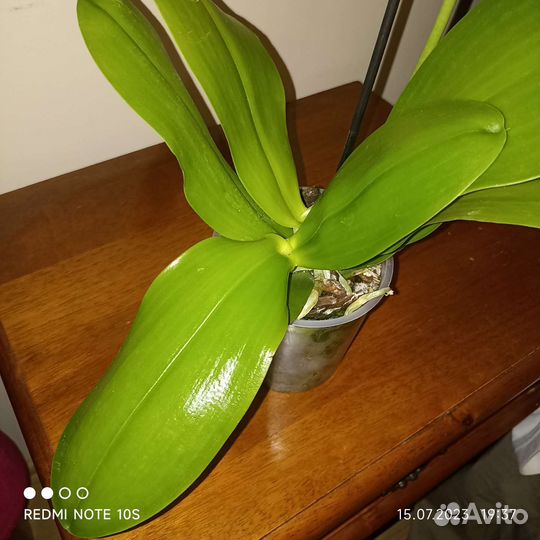 Орхидея Лиодоро