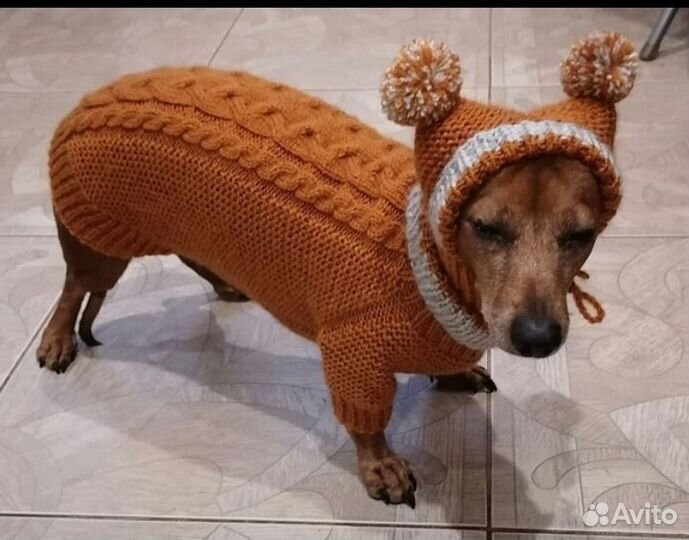 Одежда для животных