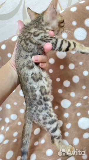 Бенгальская