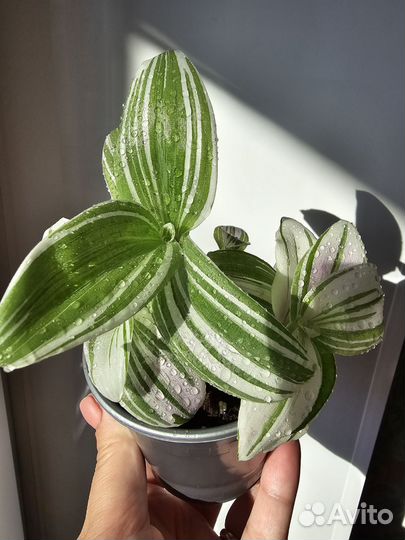 Традесканции