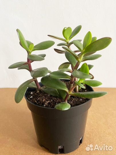 Красула (толстянка, денежное дерево)