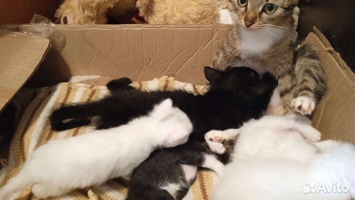Кошка в дар бесплатно