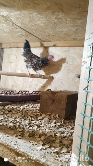 Ия породных кур