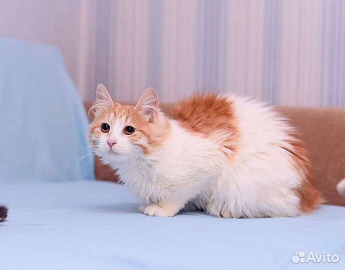 Кошечка Крася