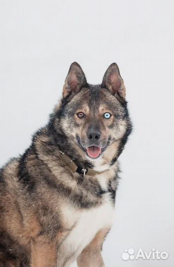 Собака Рэкс метис с хаски в добрые руки