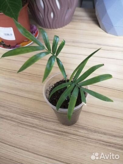 Хамедорея элеганс