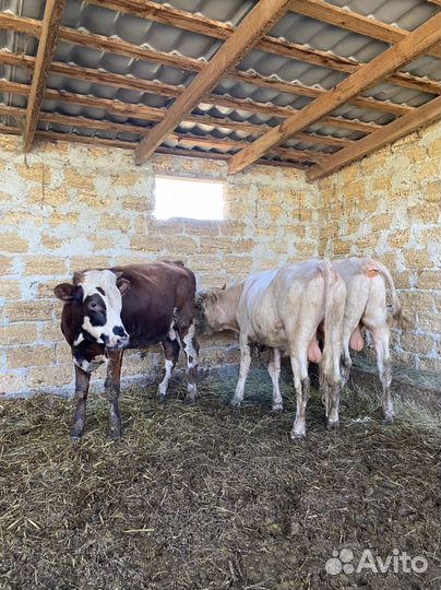 Быки Сименталы