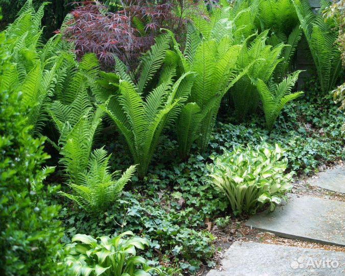 Папоротник садовый