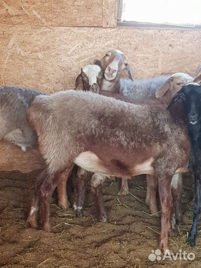 Курдючные бараны овцы
