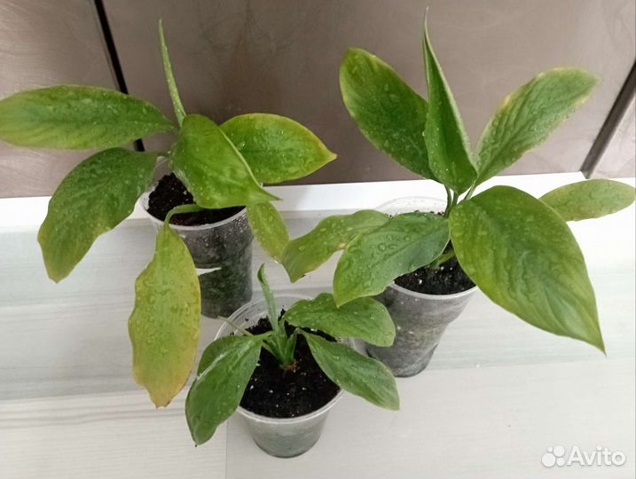 Спатифиллум (женское счастье)