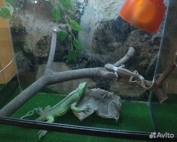 Супер комфорт. Террариум для «экзотики»