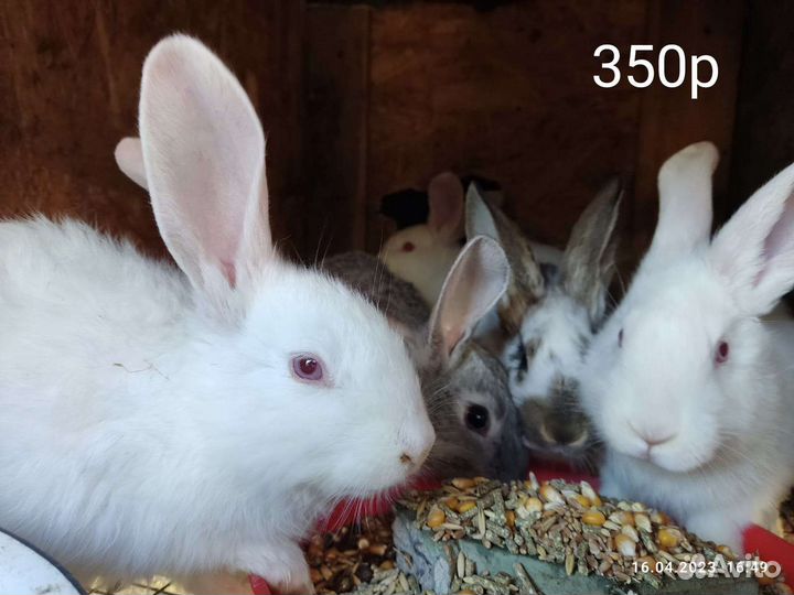 Кролики порода бабочки