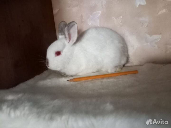 Карликовые кролики