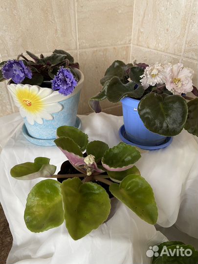 Комнатные цветы