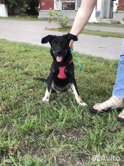 Щенок в добрые руки