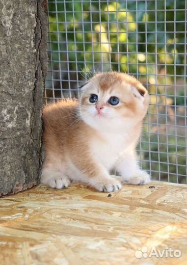 Шотландская золотая шиншилла мальчик