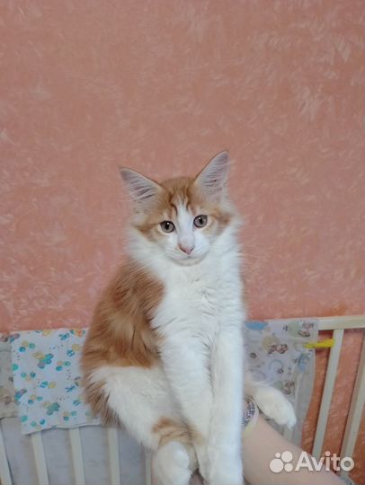 Котята мейн-кун классика