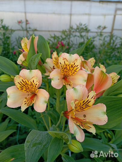 Альстромерия Срез