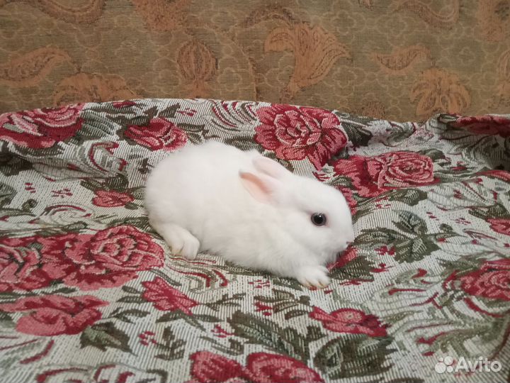 Карликовый кролик