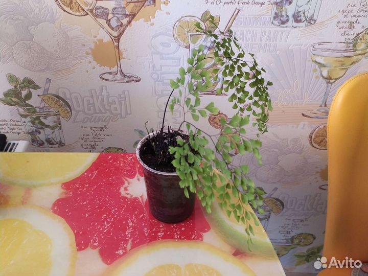 Адиантум венерин волос папоротник