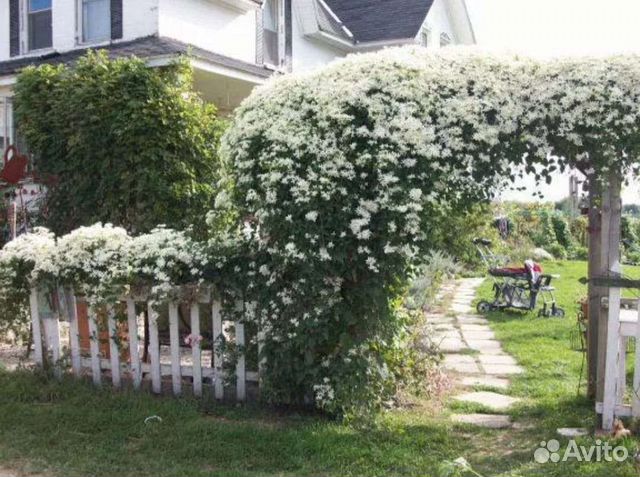 Клематис жгучий