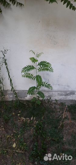 Дерево Айлант