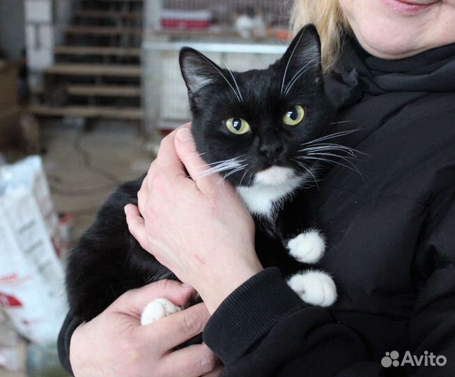 Кошечка в добрые руки