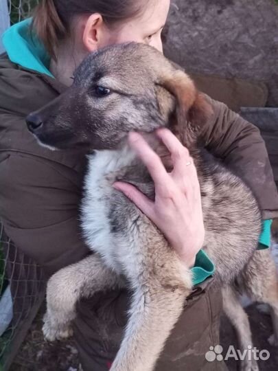 Собака в добрые руки отдам бесплатно