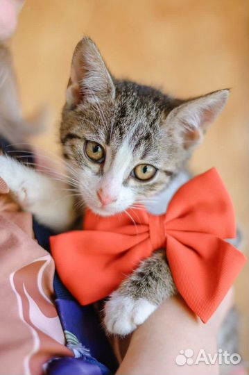 Кошка в дар бесплатно