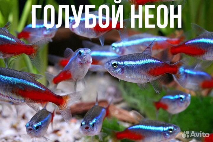 Аквариумные рыбки. Опт/розница