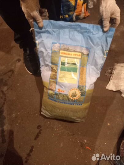 Газонная трава