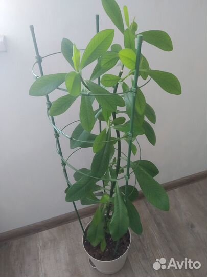 Синадениум Гранта