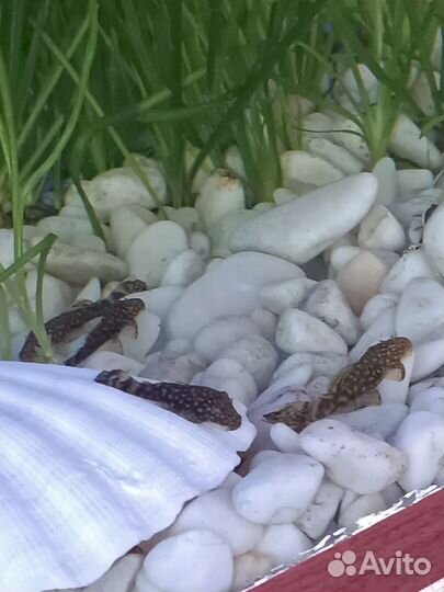 Сомики анциструсы