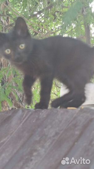 Черный котенок мальчик