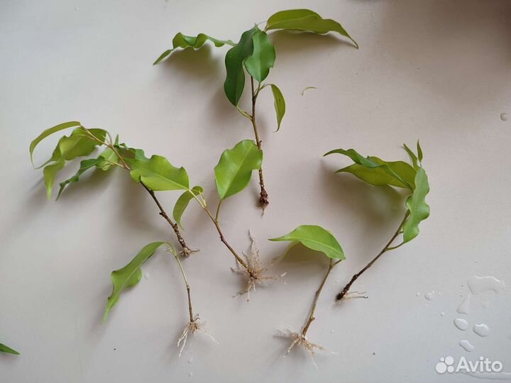 Фикус бенджамина