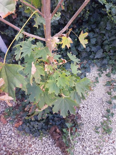 Участок 11,6 сот. (ИЖС)