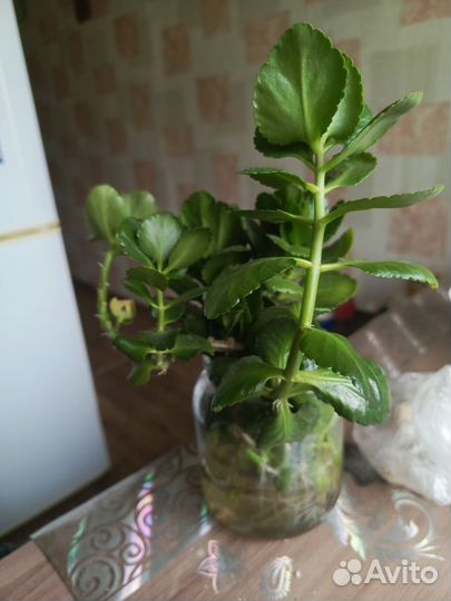 Колонхое красный